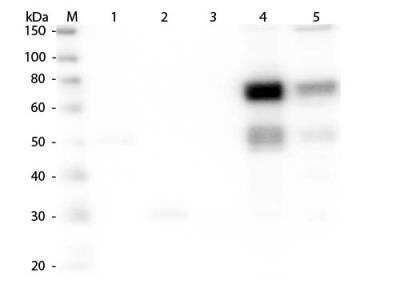 Western Blot: Goat anti-Rat IgM Heavy Chain Secondary Antibody [FITC] [NBP1-73488] - Lane 1: Rat IgG whole molecule. Lane 2: Rat IgG F(c) Fragment. Lane 3: Rat IgG Fab Fragment. Lane 4: Rat IgM Whole Molecule. Lane 5: Rat Serum. All samples were reduced. Load: 50 ng per lane. Block: incubated with blocking buffer for 30 min at RT. Primary Antibody: Anti-Rat IgM (mu chain) (GOAT) Antibody 1:1,000 for 60 min at RT. Secondary Antibody: Anti-Goat IgG (DONKEY) Peroxidase Conjugated Antibody 1:40,000 in incubated with blocking buffer for 30 min at RT. Predicted/Observed Size: 25 and 55 kDa for Rat IgG and Serum, 25 kDa for F(c) and Fab, 78 and 25 kDa for IgM. Rat F(c) migrates slightly higher.